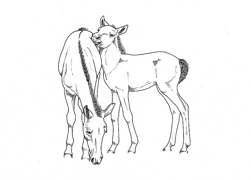 Przewalski Wildpferde - Fohlen -  Zeichnungen