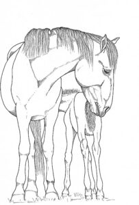 Camargue-Pferd Stute mit Fohlen